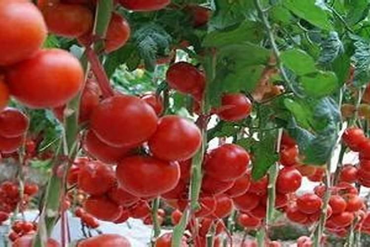 阳光玫瑰葡萄保花最佳温度是多少度？