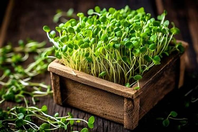 种豌豆用什么肥料最好