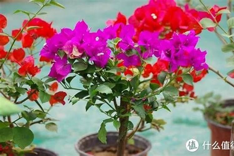 三角梅不开花时用什么肥料
