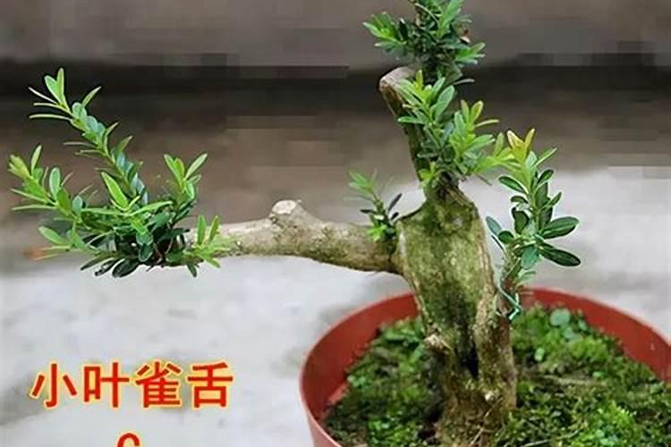 珍珠黄杨的养殖方法和注意事项总结