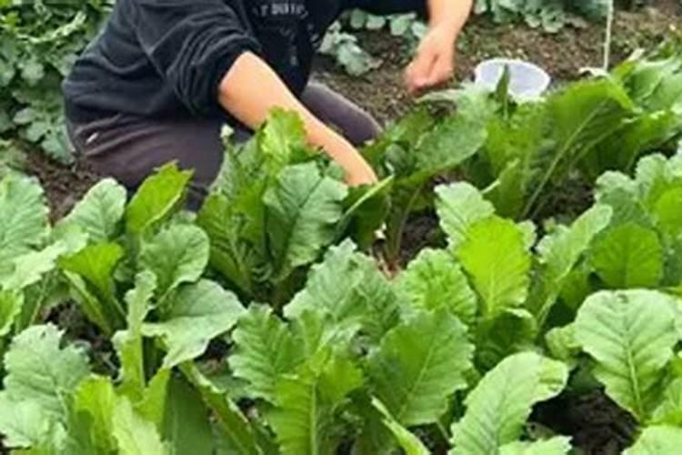 萝卜膨大期施什么肥 萝卜膨大期施什么肥为好