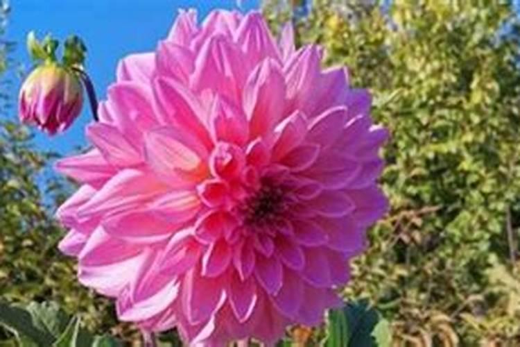葡萄开花前施什么肥葡萄开花前怎么施肥