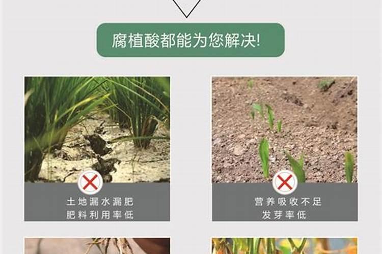 腐植酸钾与黄腐酸钾区别
