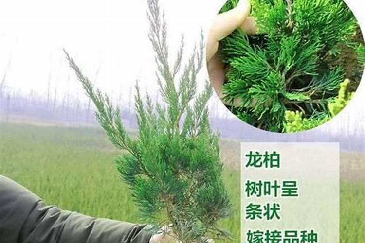 柏树施什么肥料好养