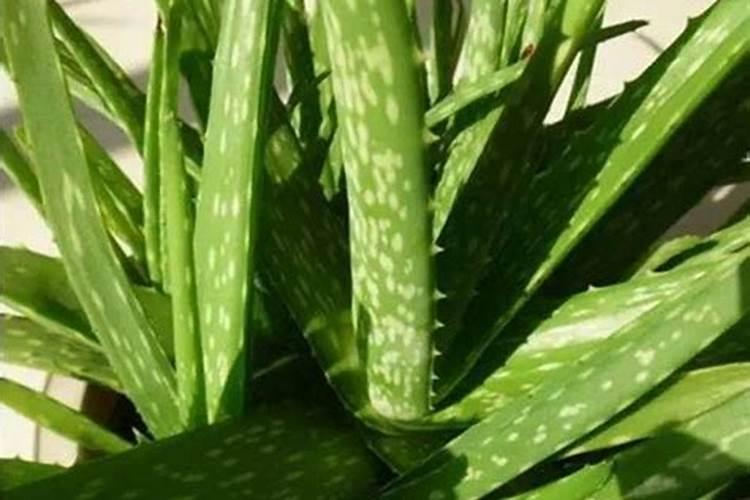 如何选购叶面肥？