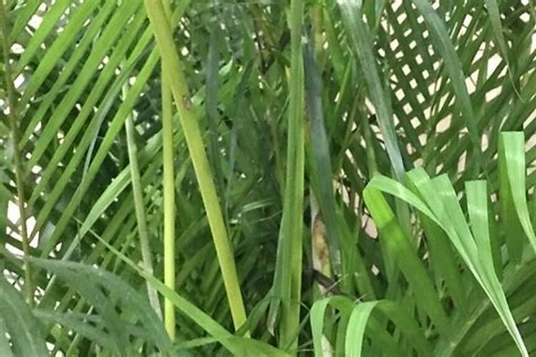 散尾葵如何施氮肥