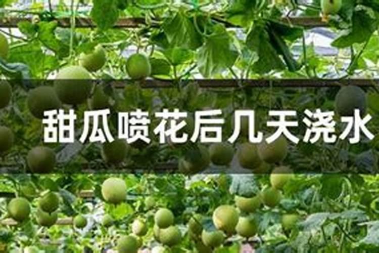 甜瓜为什么裂瓜 原因解析 瓜农必看