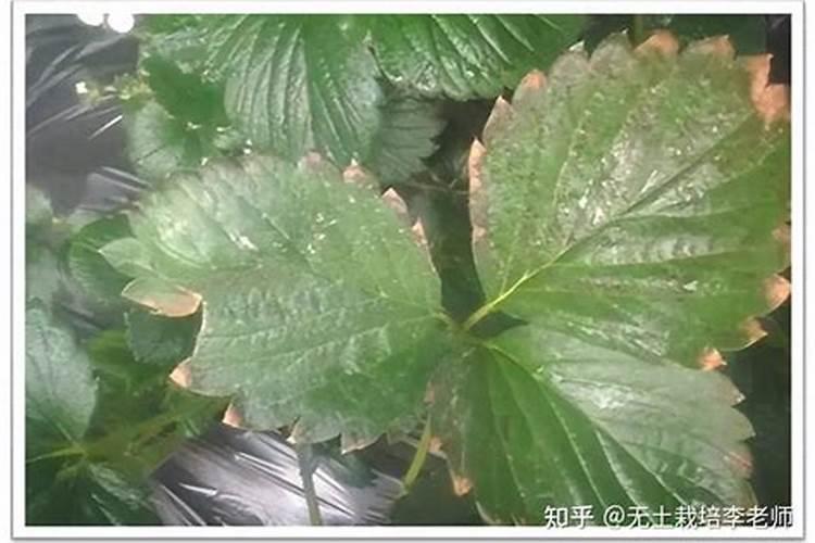 辣椒苗期发生叶面肥害有哪些表现？发生肥害后怎么办？