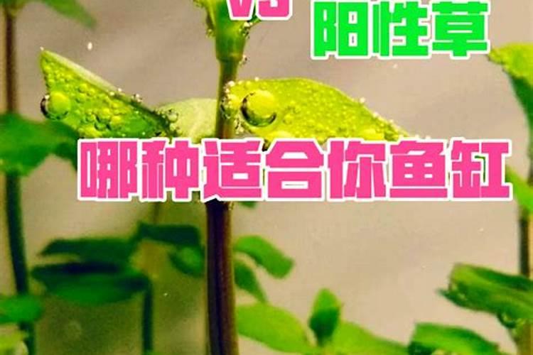 草缸草施液肥哪些好是阴性草