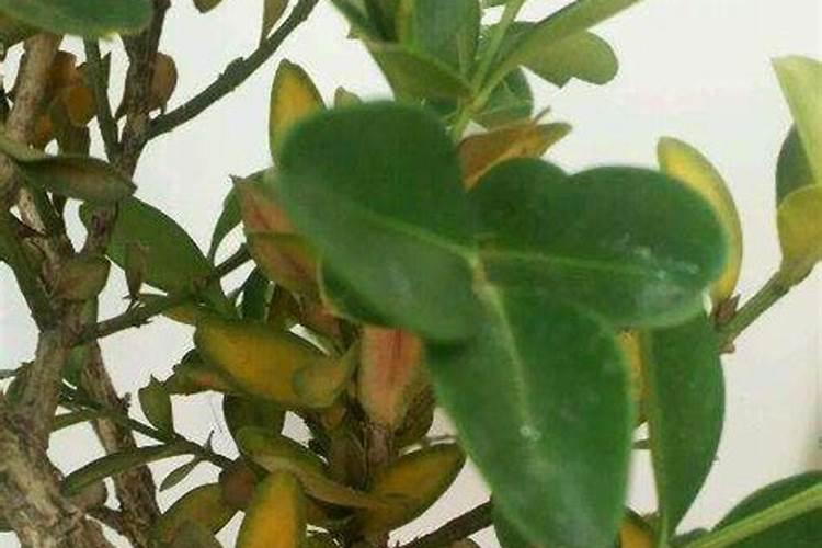 木耳打什么叶 面肥高产