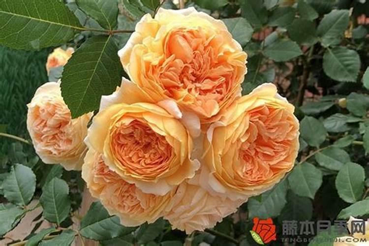 月季花夏季施什么肥好