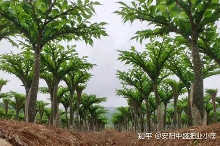 牡丹下上的化肥为什么不溶化,一年了？