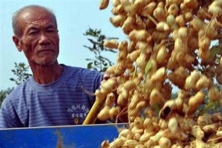 花生什么时候使用磷酸二氢钾