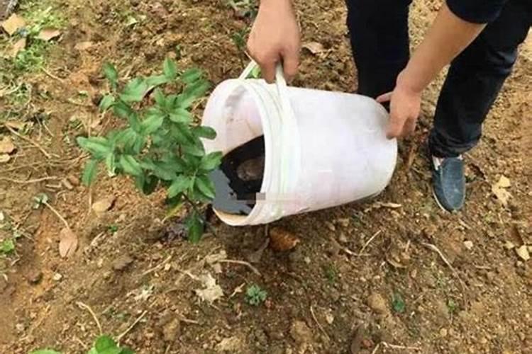 蔬菜如何快速施肥