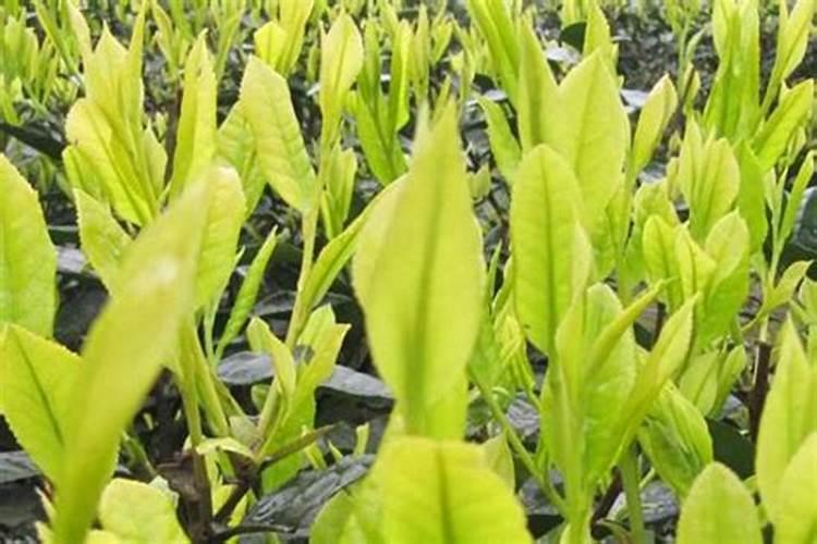 茶苗移栽多久可以施肥
