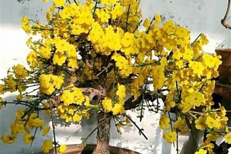 迎春花施肥方法,用什么肥好