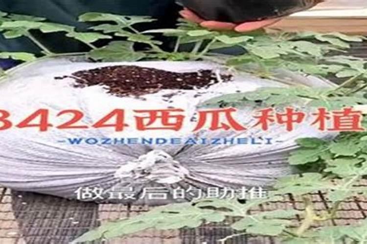 西瓜的施肥方法,用什么肥？