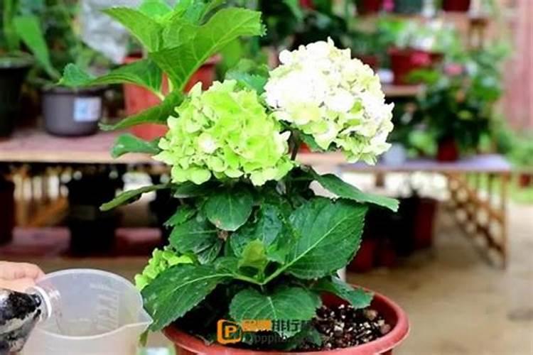 绣球花已经开始打花苞了,应该如何施肥呢？