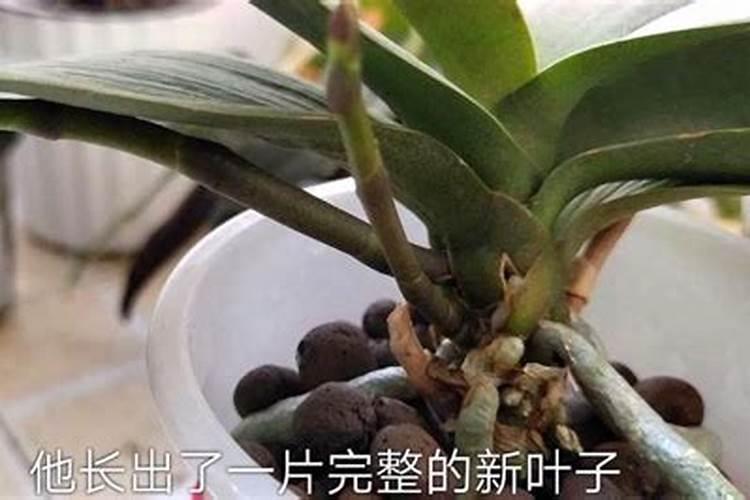 蝴蝶兰日常如何浇水
