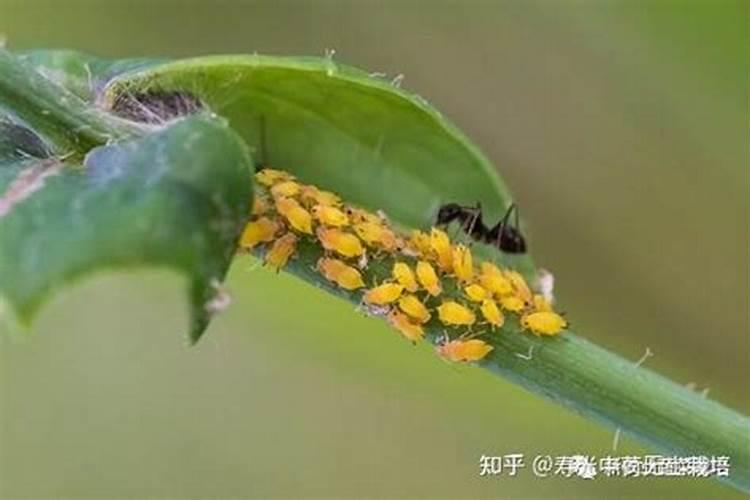 海藻叶面肥哪家好