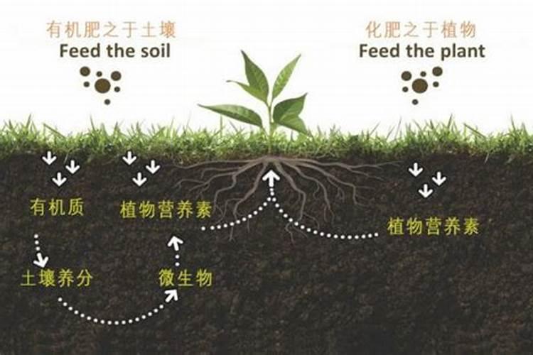 轻度盐碱地如何施肥