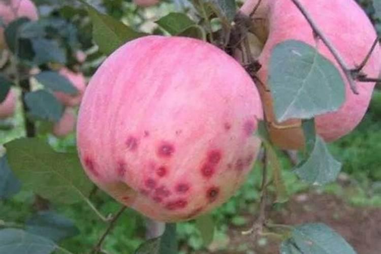 钙对果树作用全解析