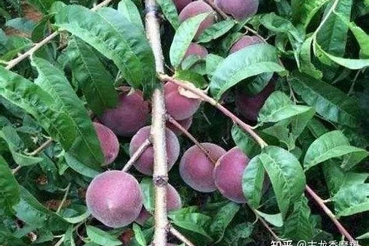 如何提高桃子的硬度