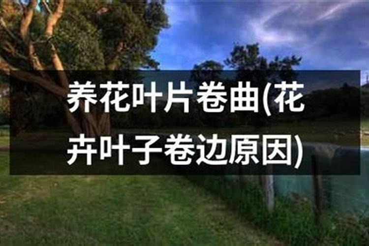 花卉叶面肥使用方法 叶面肥喷叶子正面还是背面