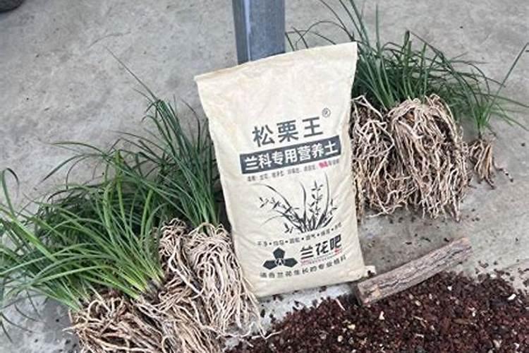 兰花什么时候施肥最好,兰花施肥用什么肥最好(氮磷钾肥)