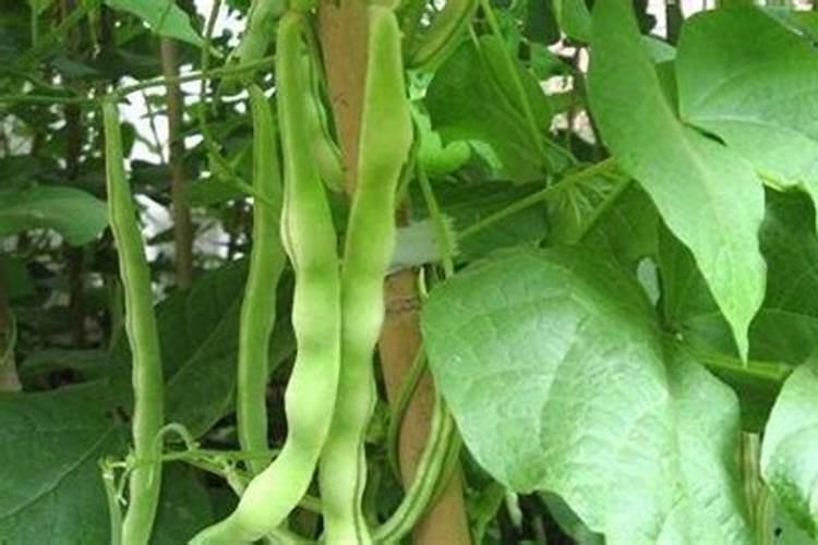豆角不开花怎么回事