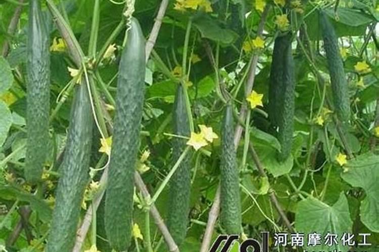 黄瓜发黄是什么原因造成的？该如何解决这个问题？