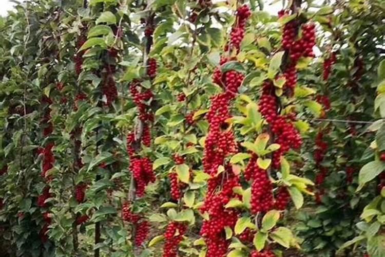 五味子怎么种,种植方法,栽培技术,施肥方法,修剪