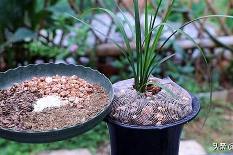 兰花用什么植料养殖最好