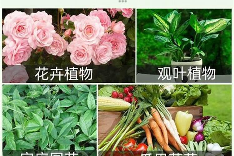 园艺防虫片好还是硼肥片好