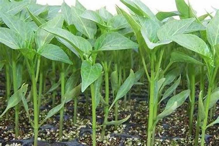 种菜多长时间可以施肥