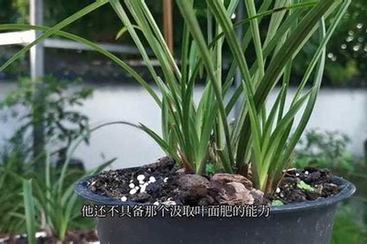 夏季怎么预防苗木干枯而死？