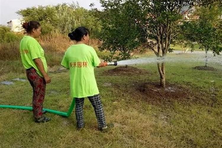 五月苗木养护难题已解决