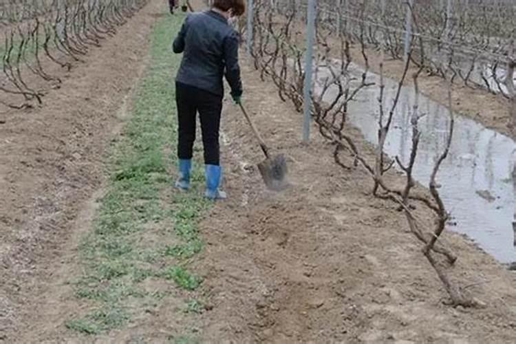 巨峰葡萄全年施肥方案