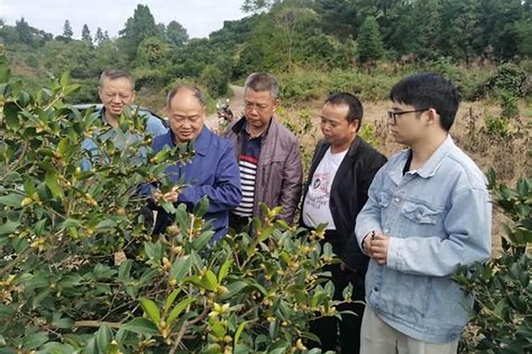 油茶树科学施肥技巧