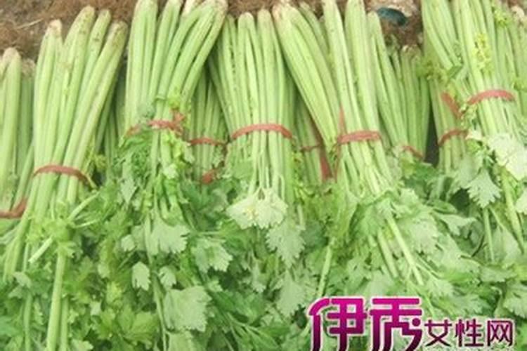 芹菜打什么药可变粗壮 附种植方法