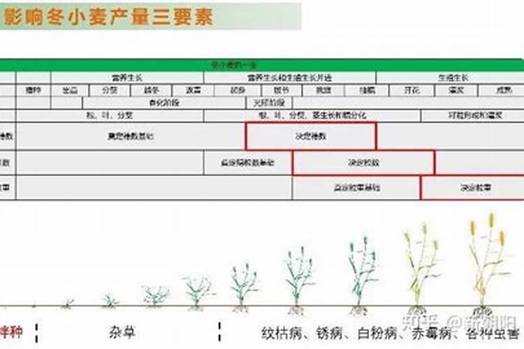 芸苔素拌小麦种剂量