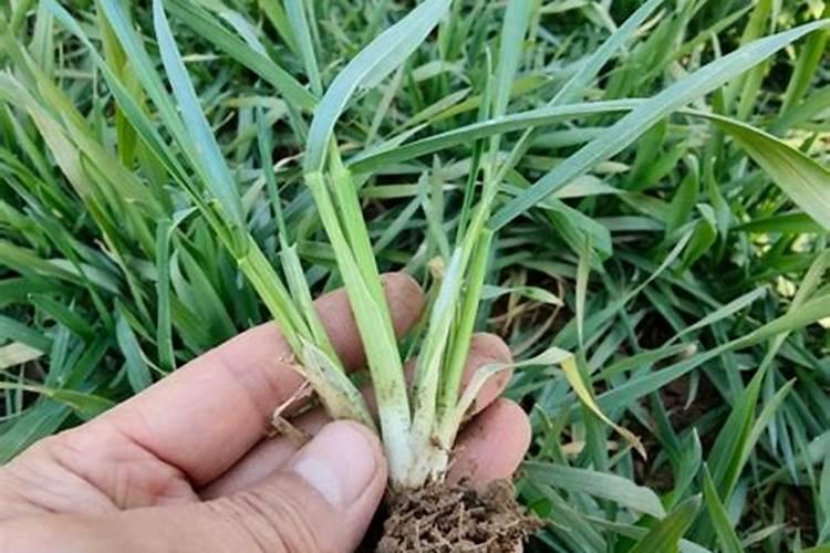 小麦拌种能用芸苔素吗