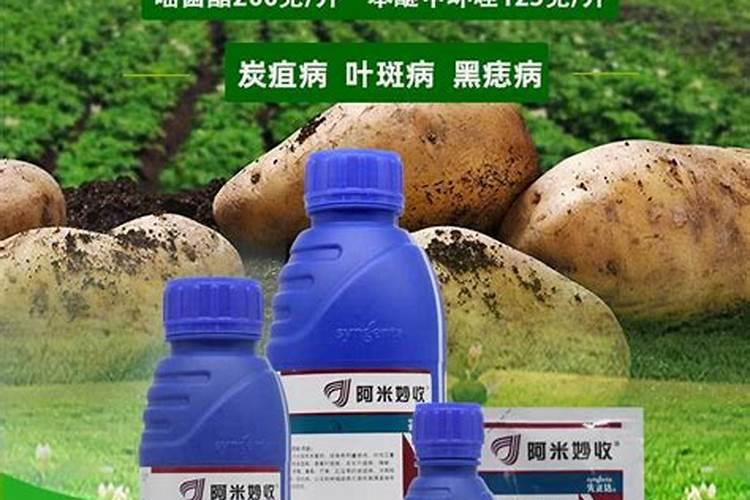 西瓜炭疽病角斑病有没有彻底的解