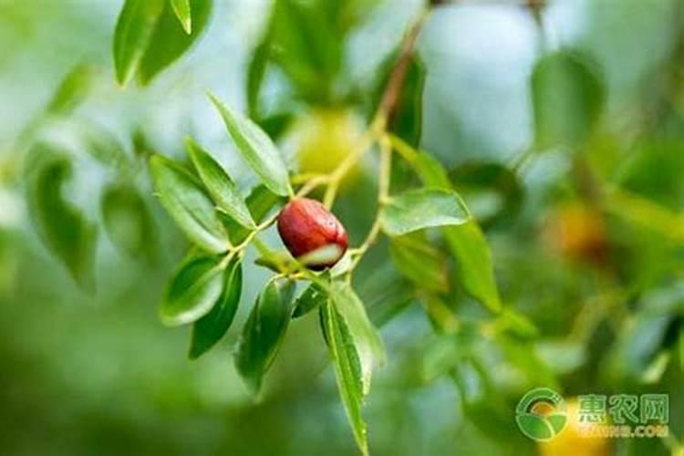 冬枣在后熟期打什么药果面变白变亮