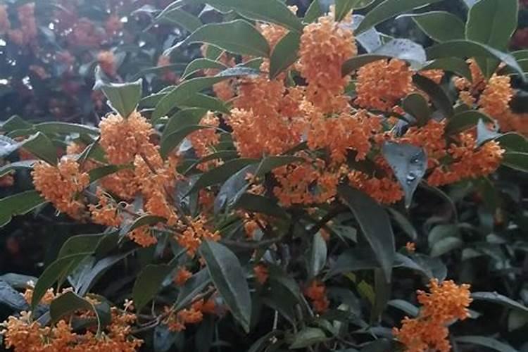 桂花开花前施什么肥