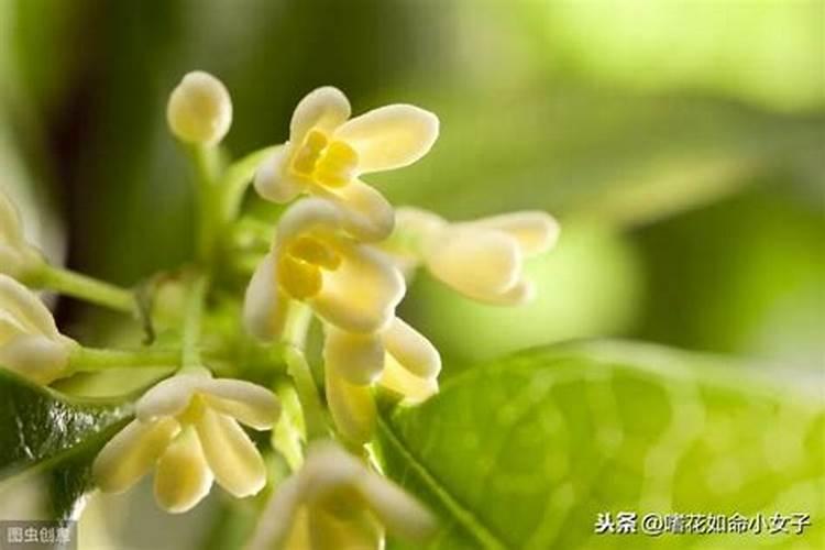 桂花开花前需要施肥吗