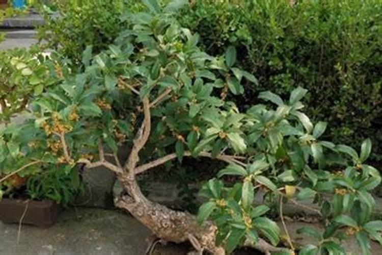 桂花种植需要哪些肥料