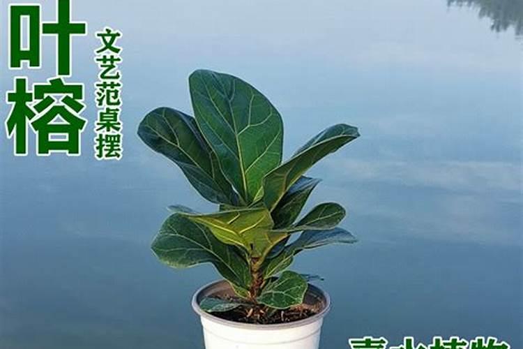 琴叶榕喜肥吗,喜欢施什么肥料