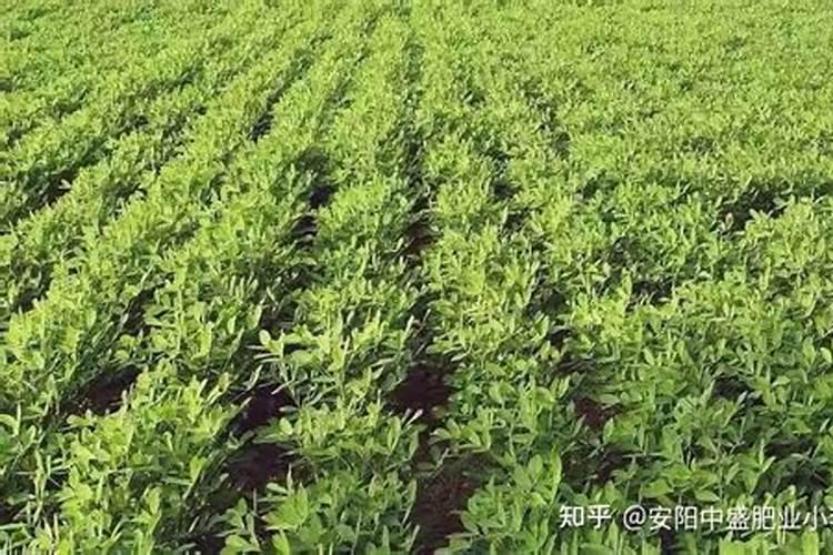 花生硼肥什么时间施用
