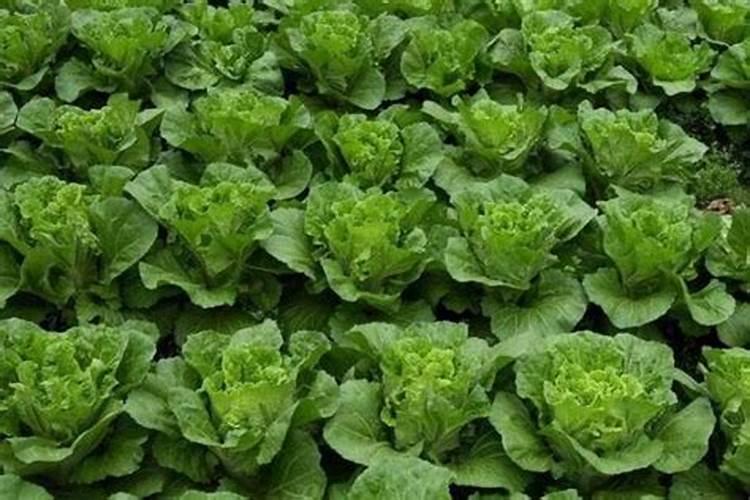 种植大白菜怎样施肥才产量高(种大白菜需要什么底肥)